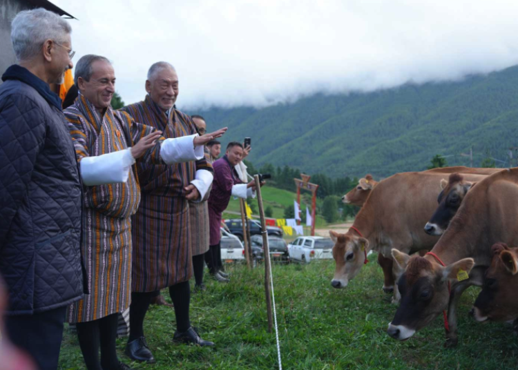 ind cow
